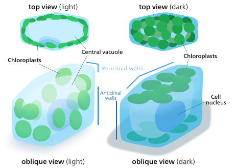 Wanneer chloroplasten worden blootgesteld aan direct zonlicht, stapelen ze zich op langs de anticlinale celwanden om blootstelling te minimaliseren.  In het donker spreiden ze zich uit in vellen langs de periclinale wanden om de lichtabsorptie te maximaliseren.