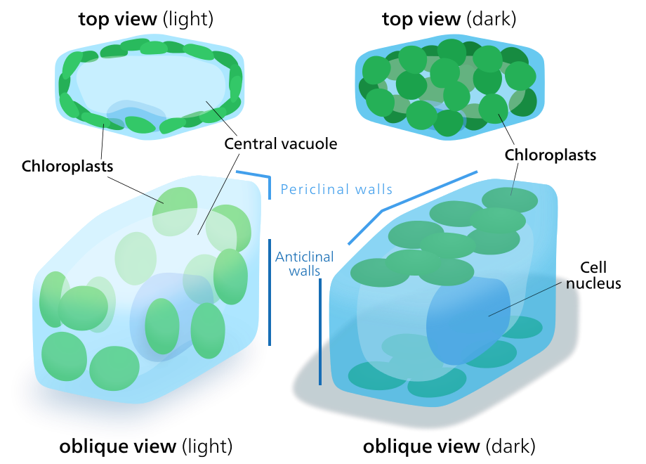 When chloroplasts are exposed to direct sunlight, they stack along the anticlinal cell walls to minimize exposure. In the dark they spread out in sheets along the periclinal walls to maximize light absorption.