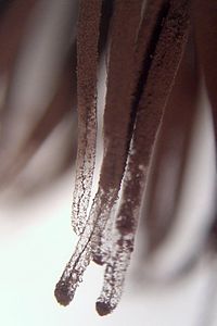 Closeup of sporangia Chocolate Tube Slime detail closeup 2.jpg
