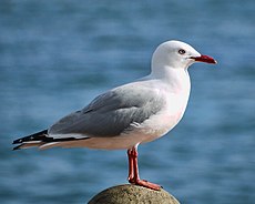 Chroicocephalus scopulinus -Marlborough, New Zealand -adult-8.jpg