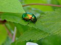 Chrysolina fastuosa 1.jpg