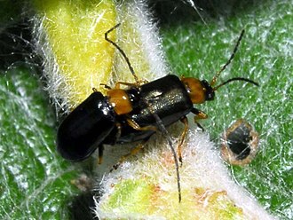 Mating pair Chrysomelidae - Luperus flavipes-001.JPG