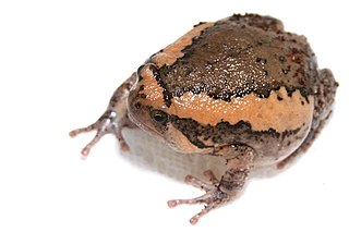 <i>Kaloula</i> Genus of amphibians