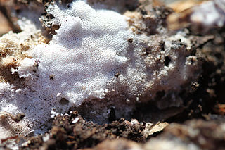 <i>Cinereomyces</i> Genus of fungi