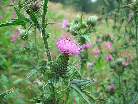 Cirsium vulgare - Gewöhnliche Kratzdistel.jpg