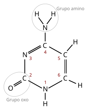 Citosina-es.svg