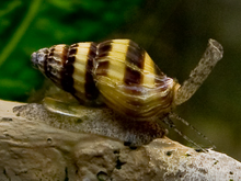 The freshwater snail Clea helena is one of about 10 freshwater species within the mostly marine family Buccinidae (total about 1500 species). Clea helena.png