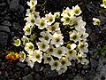 Clematis marmoraria hybrid