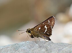 Close wing position of Thoressa cerata (Hewitson, 1876) – Northern Spotted Ace (Male).jpg