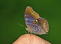 * Nomination Close wing posture sweat sucking of Amblypodia anita Hewitson, 1862 - Purple Leaf Blue (Male) --Sandipoutsider 08:58, 9 December 2023 (UTC) * Promotion  Support Good quality. --Mike Peel 21:21, 9 December 2023 (UTC)