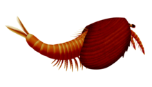 Clypecaris serrata.png