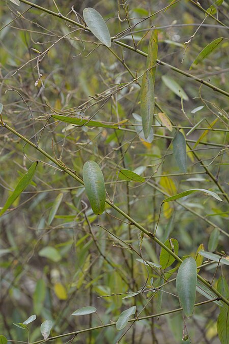 Tập_tin:Codariocalyx_motorius_-_Agri-Horticultural_Society_of_India_-_Alipore_-_Kolkata_2013-01-05_2340.JPG