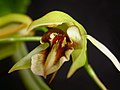 Coelogyne fuscescens