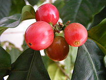 Coffee berries Coffee berries 1.jpg