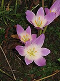 Colchicum speciosum için küçük resim