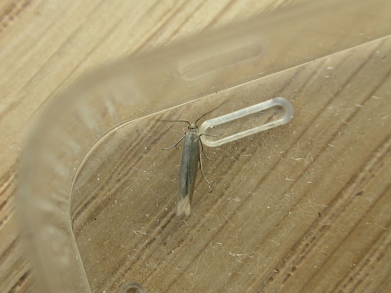 File:Coleophora sp. (7395943986).jpg