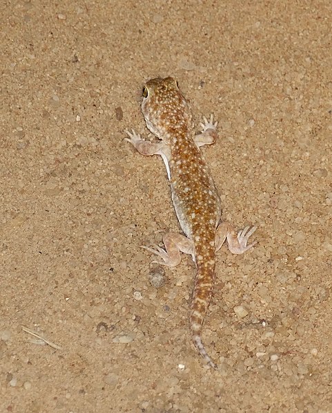 File:Common Barking Gecko (Ptenopus garrulus) out of its hole ... (40136782103).jpg