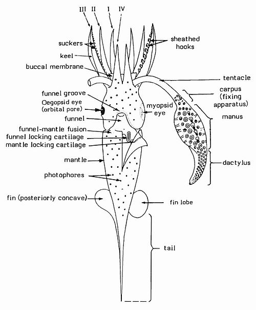 Basic squid features (ventral aspect)