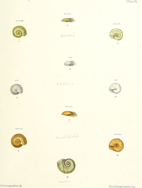 File:Conchologia indica- illustrations of the land and freshwater shells of British India (1876) (20685394301).jpg