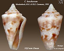 Conus boschorum 1.jpg 