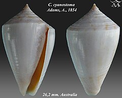 Description de l'image Conus cyanostoma 1.jpg.