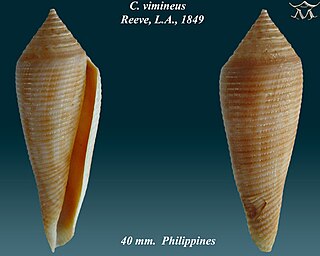 <i>Viminiconus</i> Subgenus of molluscs