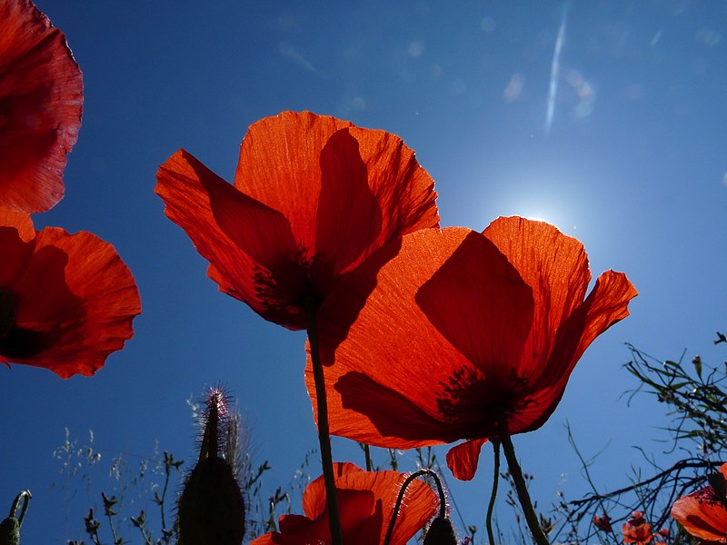 File:Coquelicots rouges.jpg