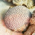* Nomination Coral (Favia favus), Ras Muhammad National Park, Egypt --Poco a poco 08:45, 25 June 2022 (UTC) * Promotion Very good. Feel free to add more categories at your discretion. -- Ikan Kekek 19:39, 25 June 2022 (UTC)