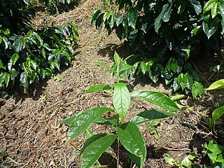 <i>Cordia alliodora</i> species of plant