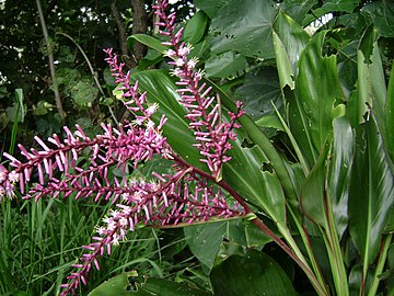 Cordyline fruticosa, flowering.jpg