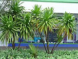 Cordyline obtecta by Tanetahi