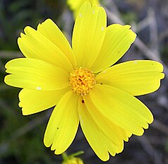 <center>Coreopsis bigelovii</center>