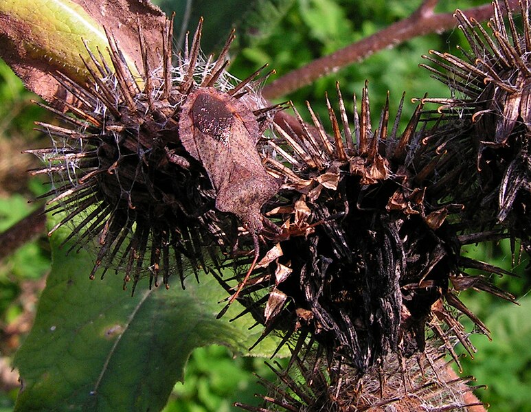 File:Coreus marginatus on Arctium tomentosum20090912 136.jpg