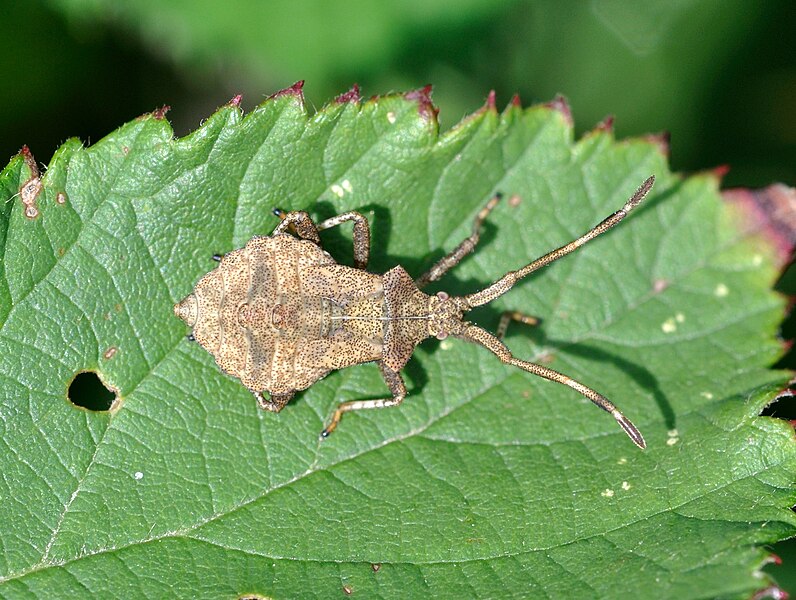 File:Coreus marginatus qtl3.jpg