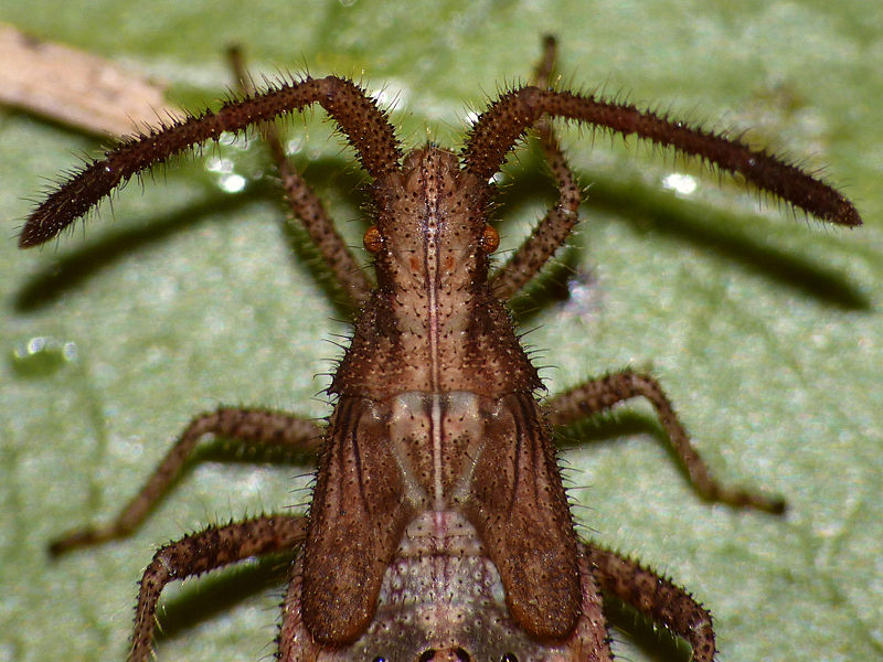 File:Coriomeris denticulatus nymph 20130812 p52.jpg