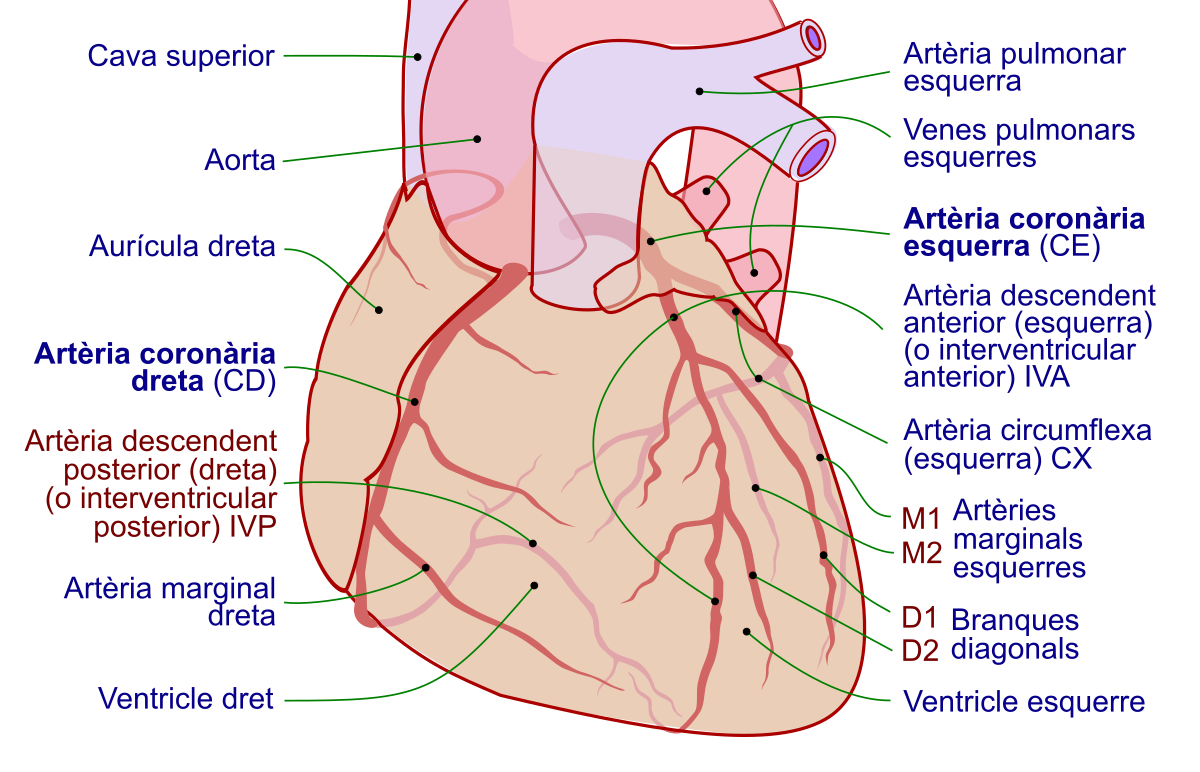 coronary arteries anatomy netter