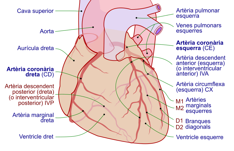 File:Coronary arteries cat.svg