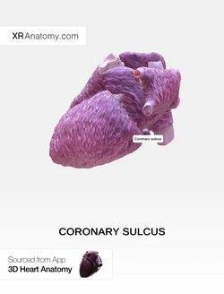 Coronary sulcus.png