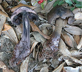 <i>Cortinarius atrotomentosus</i> Species of fungus