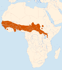 Área de distribución de Corvinella corvina