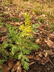 <center>Corydalis pallida</center>