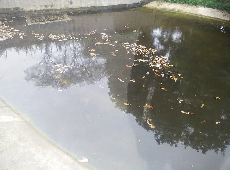 File:Crocodile in Zoo Negara Malaysia (4).jpg