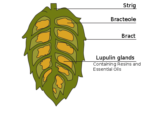 Cross-section drawing of a hop