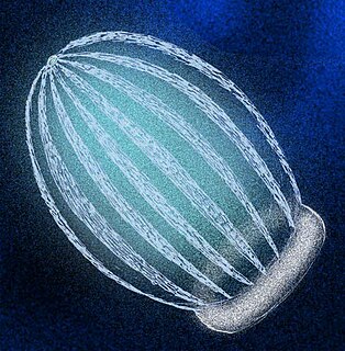 <i>Ctenorhabdotus</i> Extinct genus of comb jellies