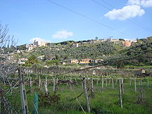 Tiburtine tafeldruiven trellis, de pizzutello