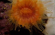 A living Balanophyllia stony coral Cup coral064.jpg