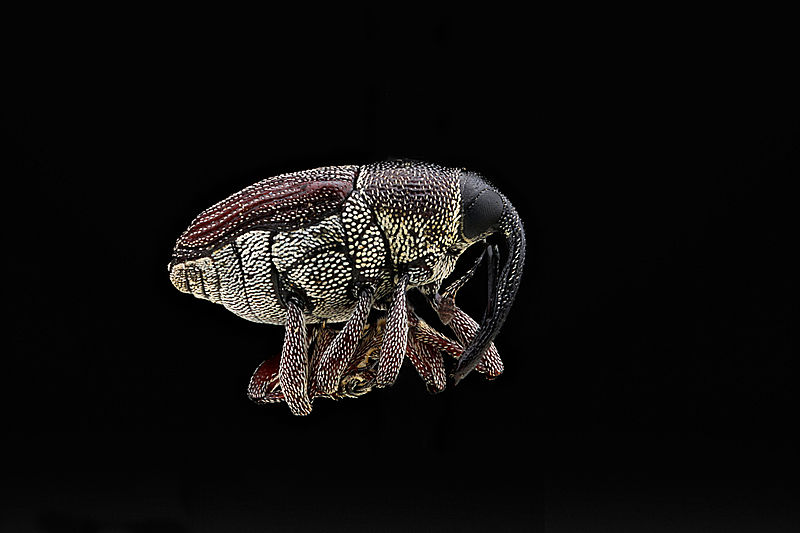 File:Curculioninae species 2012-05-31-13.21.25-ZS-PMax (7159690433).jpg