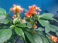 Host Plant: Crossandra infundibuliformis / Firecracker Flower Plant