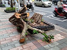 A cut-off tree in Taipei, originally tilted by Typhoon Dujuan Cut-off Tree in Taipei by TY Dujuan.jpg