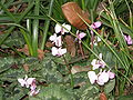 Cyclamen coum 'Album'